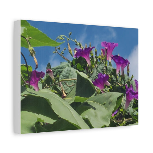 Morning Glory Canvas Print — Botanical Wall Art, Purple Flowers Against Blue Sky