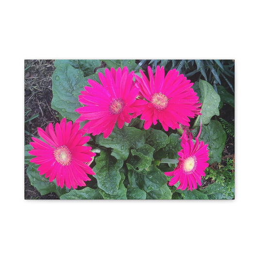 Pink Gerbera Daisy Canvas Wall Art — Stretched Matte Floral Print