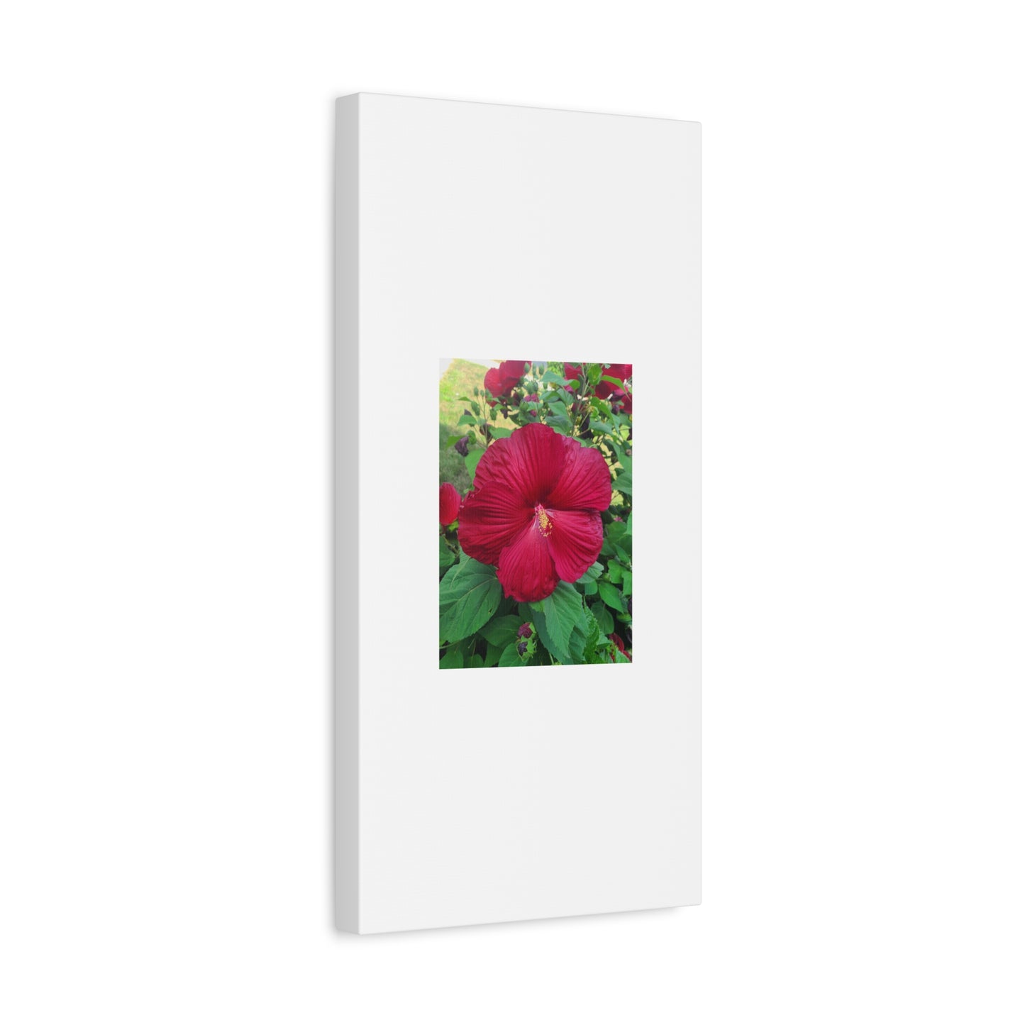Hibiscus Blossom Matte Stretched Canvas (1.25")