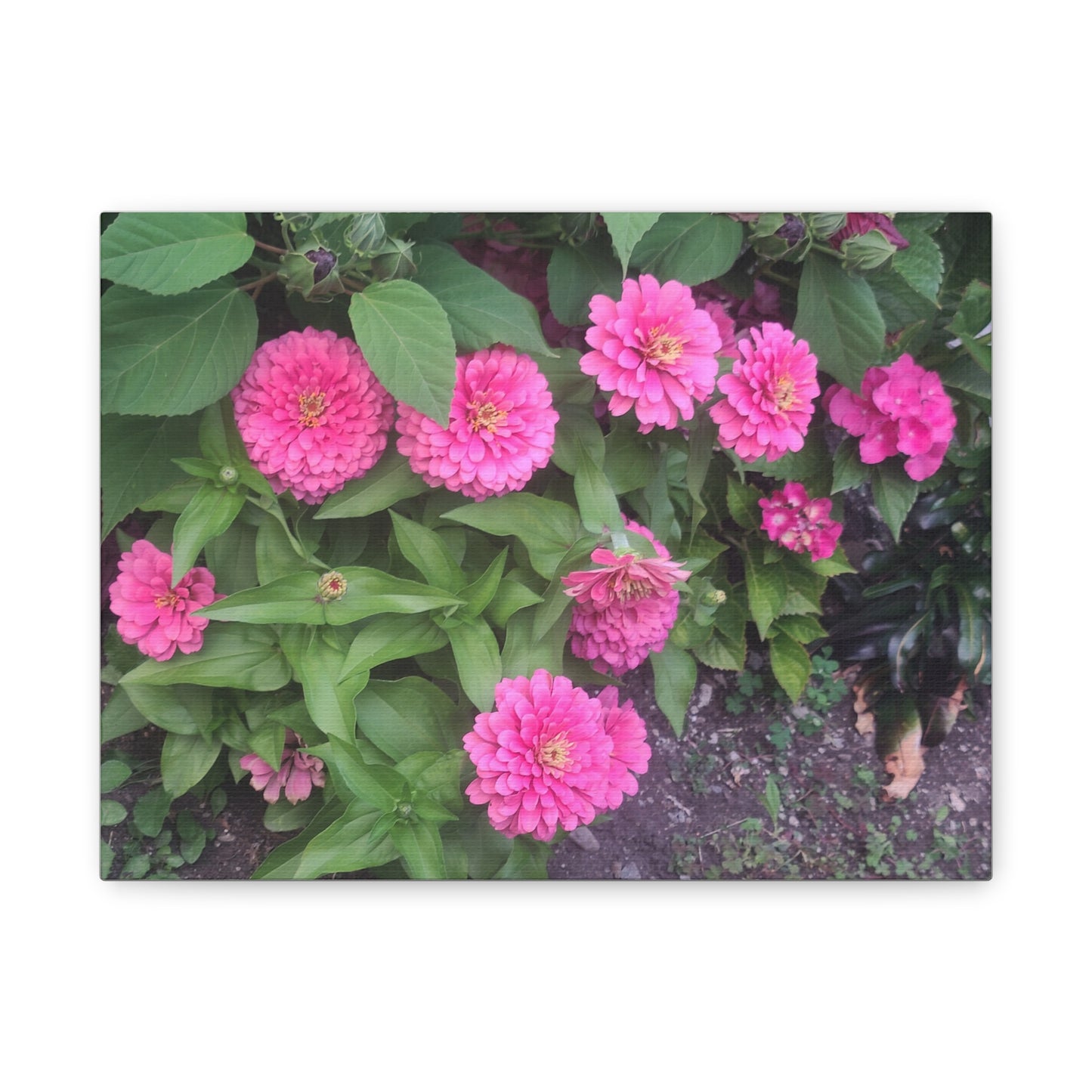 Pink Zinnia Wall Art Canvas – Matte Stretched Floral Print