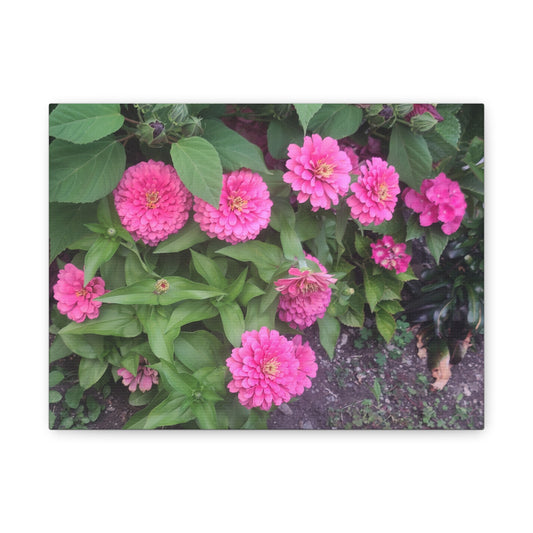 Pink Zinnia Wall Art Canvas – Matte Stretched Floral Print