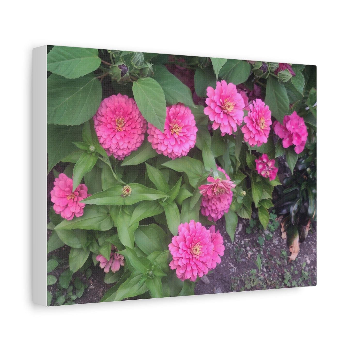 Pink Zinnia Wall Art Canvas – Matte Stretched Floral Print