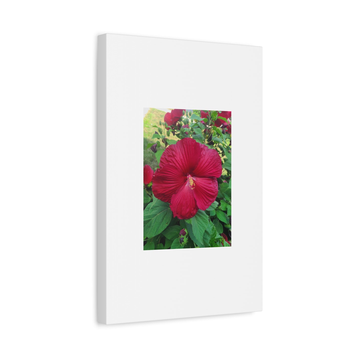 Hibiscus Blossom Matte Stretched Canvas (1.25")