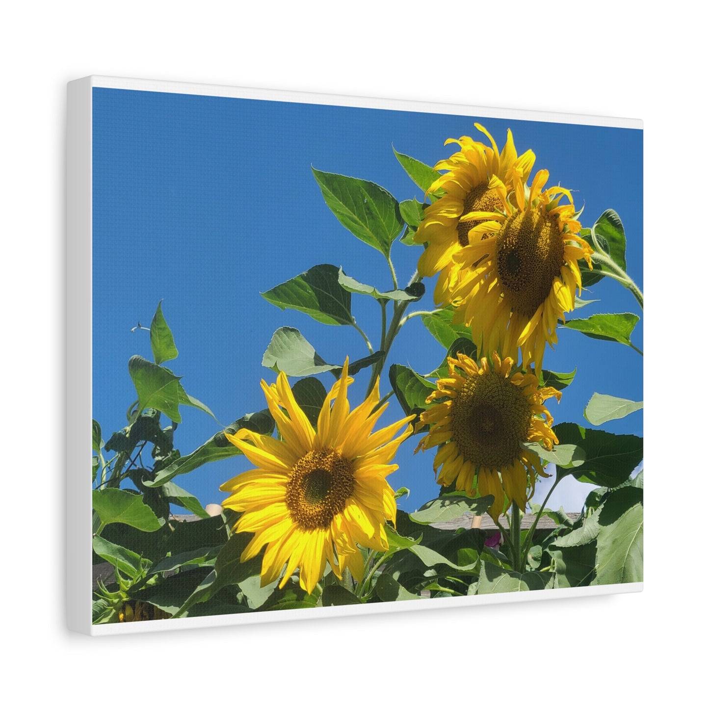 Sunflower Trio Matte Canvas Wall Art - Stretched 1.25"