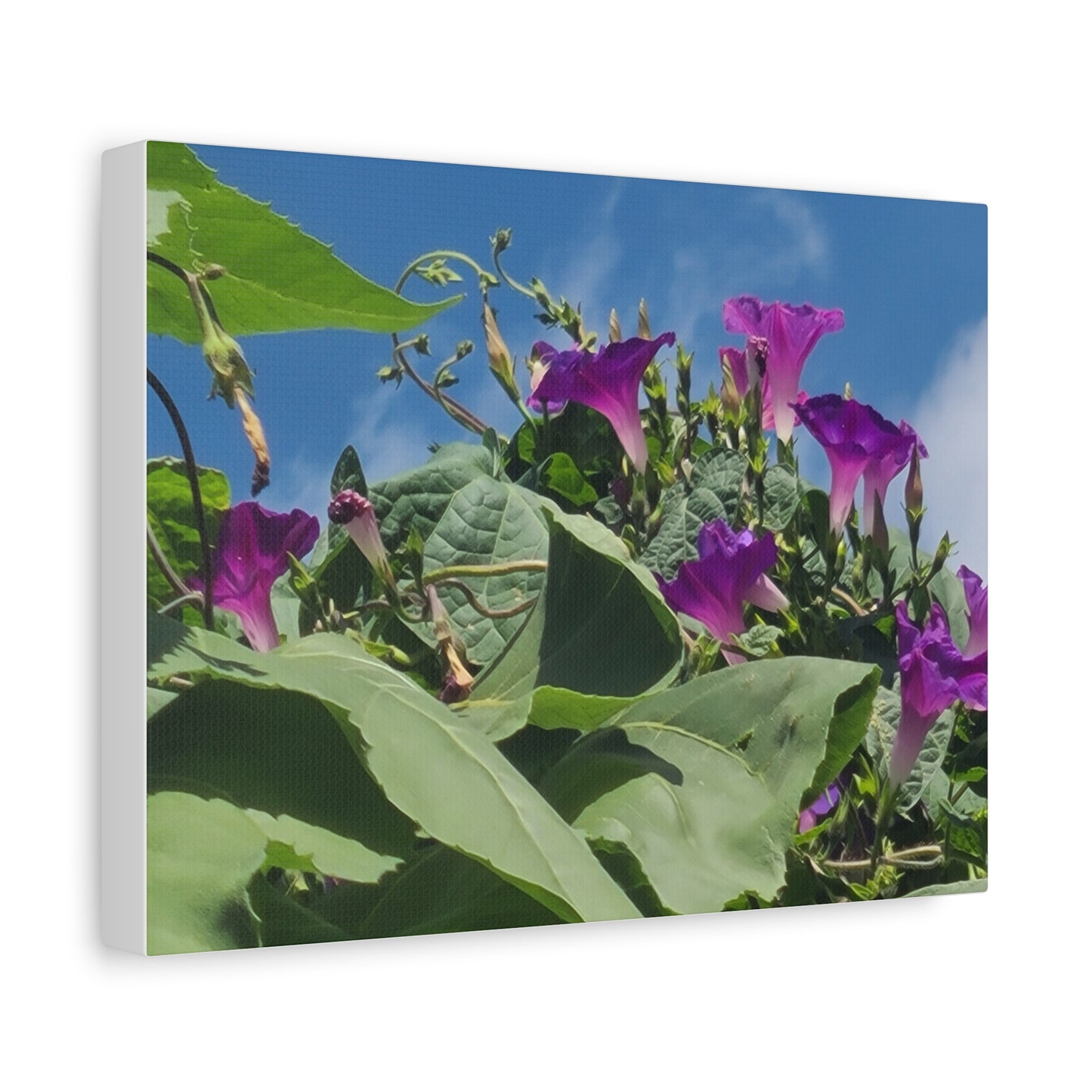 Morning Glory Canvas Print — Botanical Wall Art, Purple Flowers Against Blue Sky