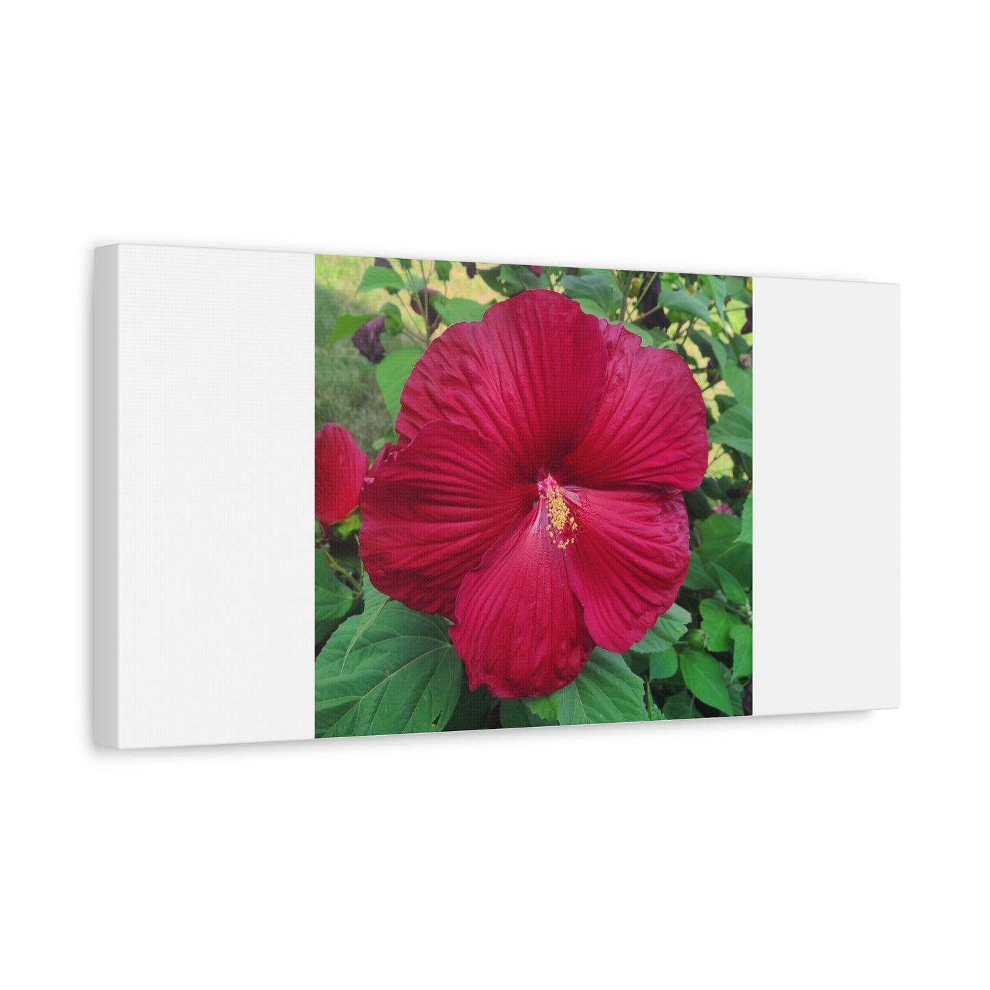 Hibiscus Blossom Matte Stretched Canvas (1.25")