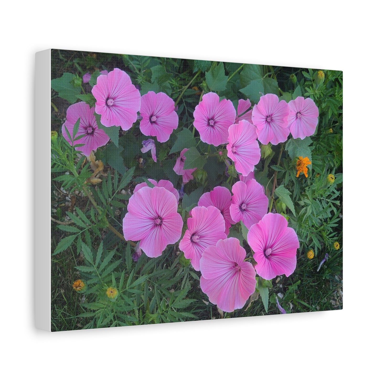 Pink Wildflower Canvas Print — Matte Stretched Floral Wall Art