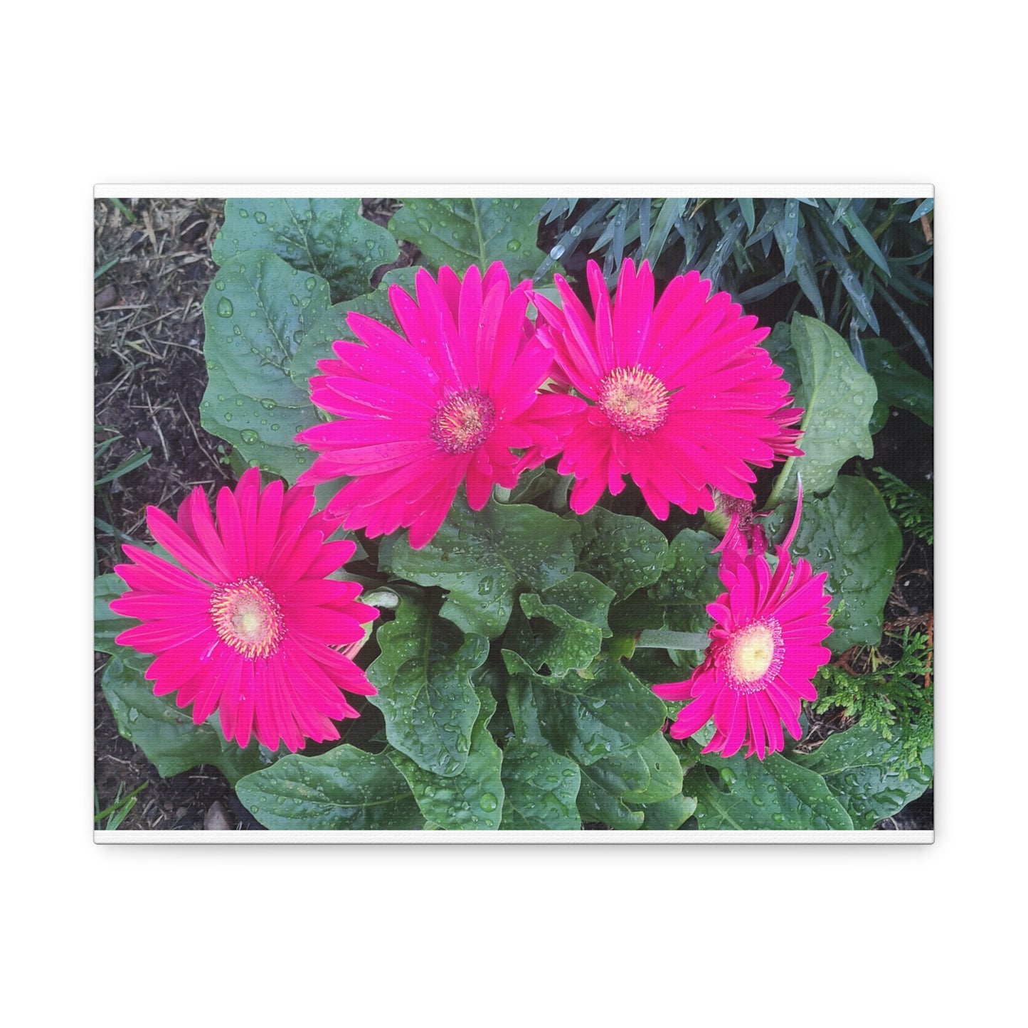 Pink Gerbera Daisy Canvas Wall Art — Stretched Matte Floral Print