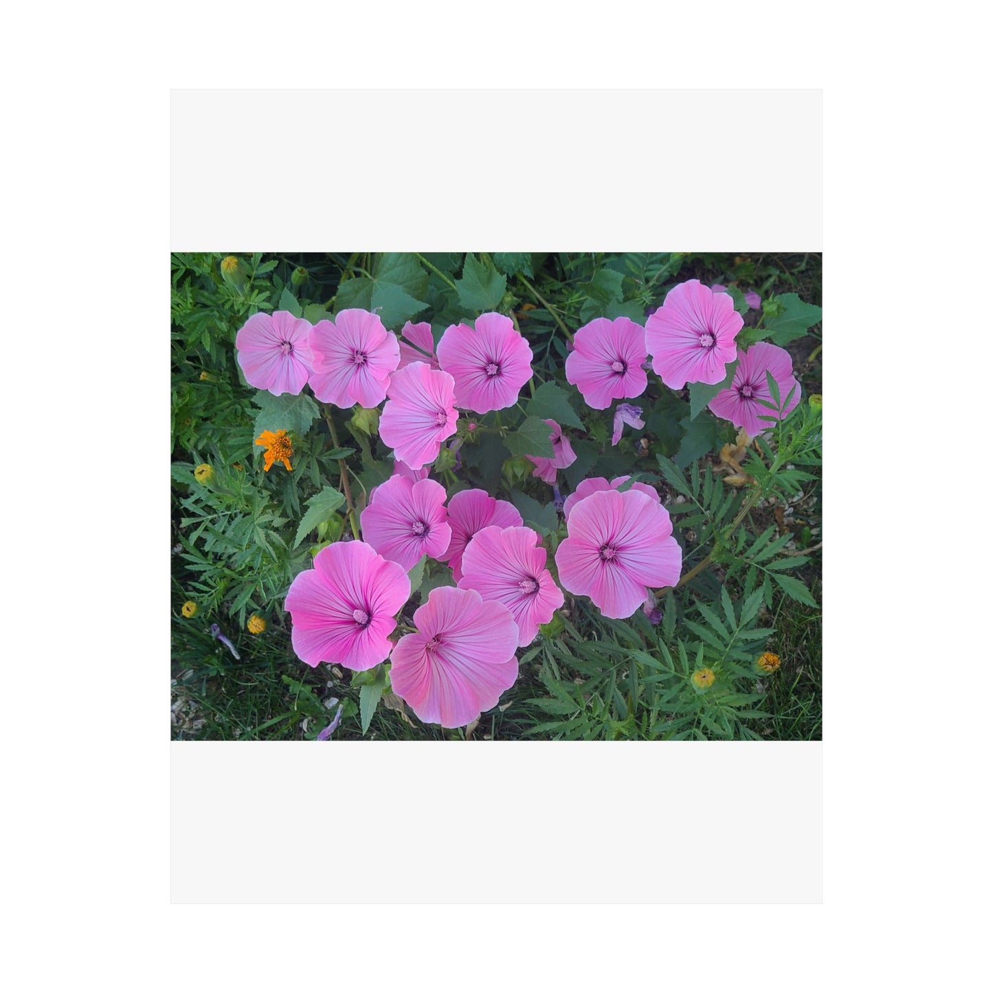 Pink Wildflower Matte Poster — Vertical Botanical Wall Art