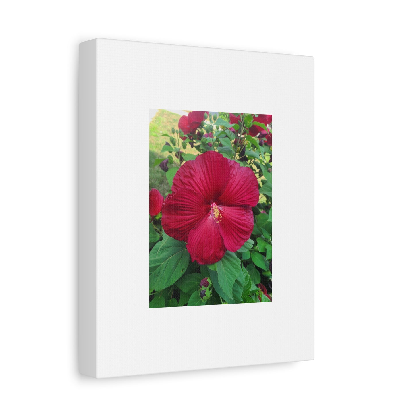 Hibiscus Blossom Matte Stretched Canvas (1.25")