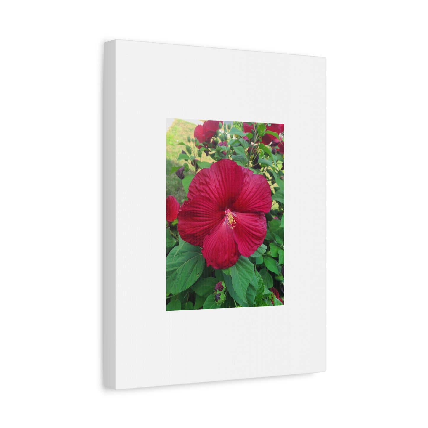 Hibiscus Blossom Matte Stretched Canvas (1.25")