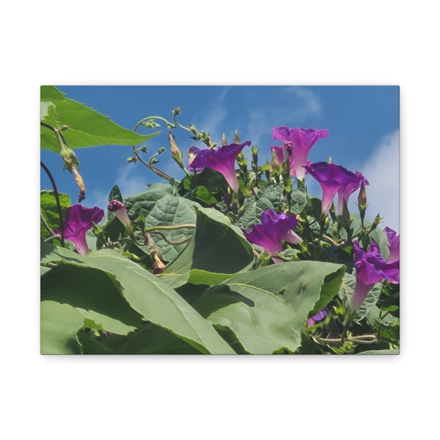 Morning Glory Canvas Print — Botanical Wall Art, Purple Flowers Against Blue Sky