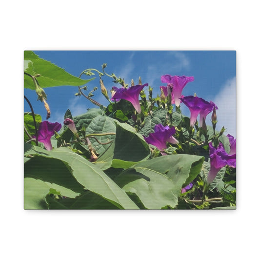 Morning Glory Canvas Print — Botanical Wall Art, Purple Flowers Against Blue Sky