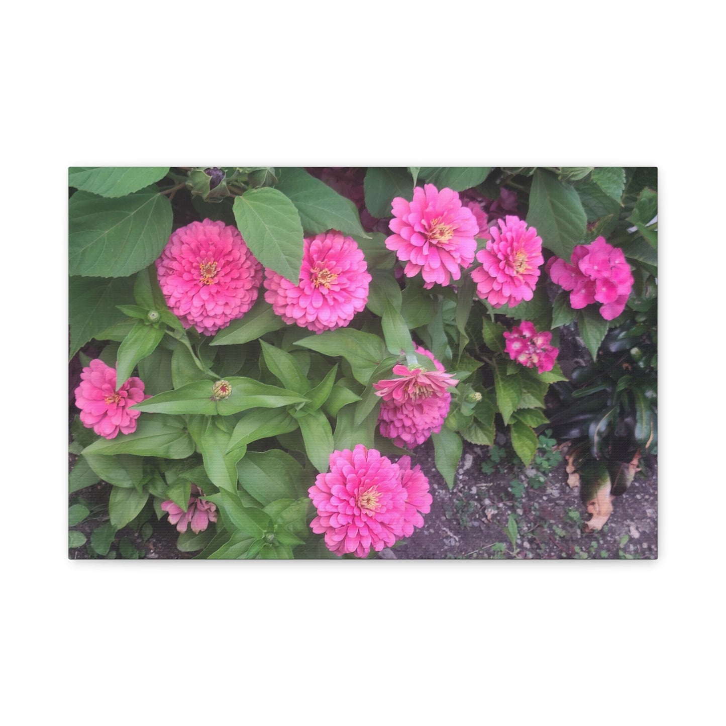 Pink Zinnia Wall Art Canvas – Matte Stretched Floral Print