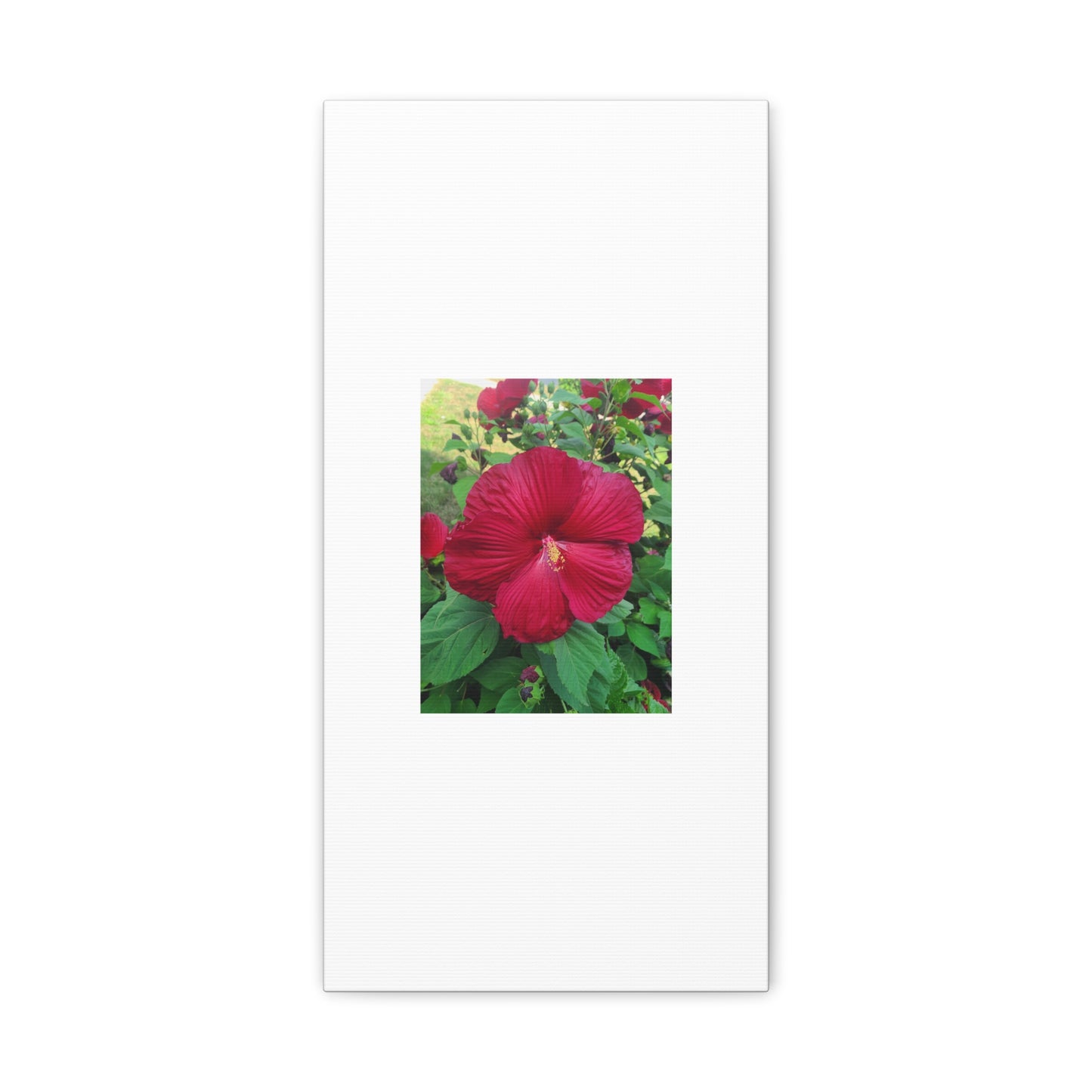 Hibiscus Blossom Matte Stretched Canvas (1.25")