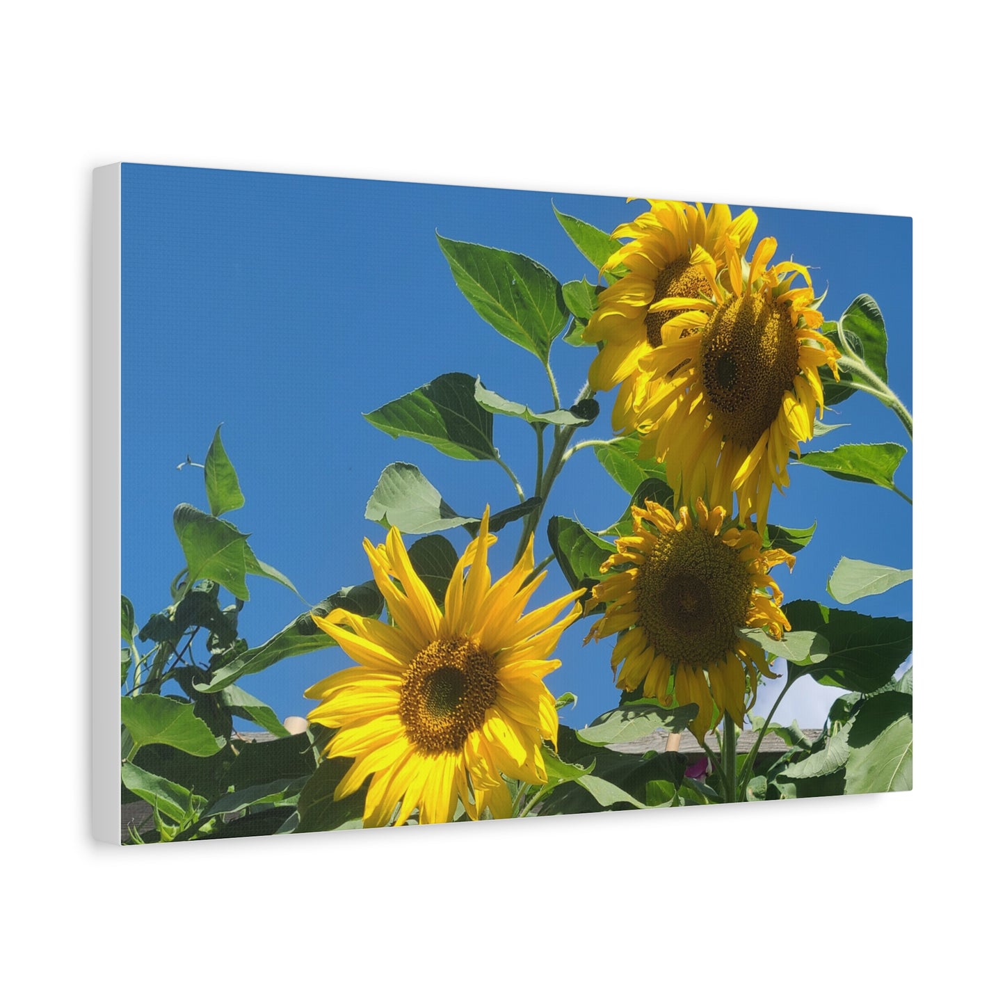 Sunflower Trio Matte Canvas Wall Art - Stretched 1.25"
