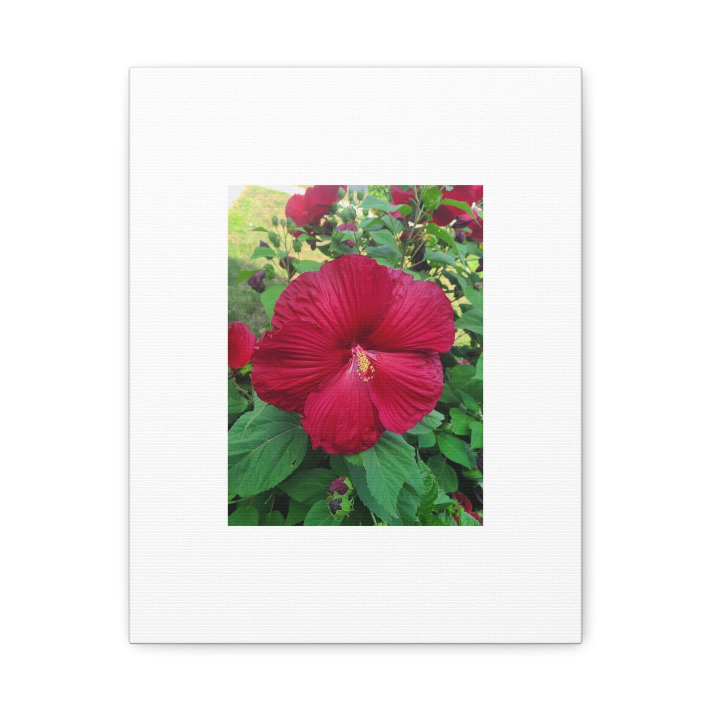 Hibiscus Blossom Matte Stretched Canvas (1.25")