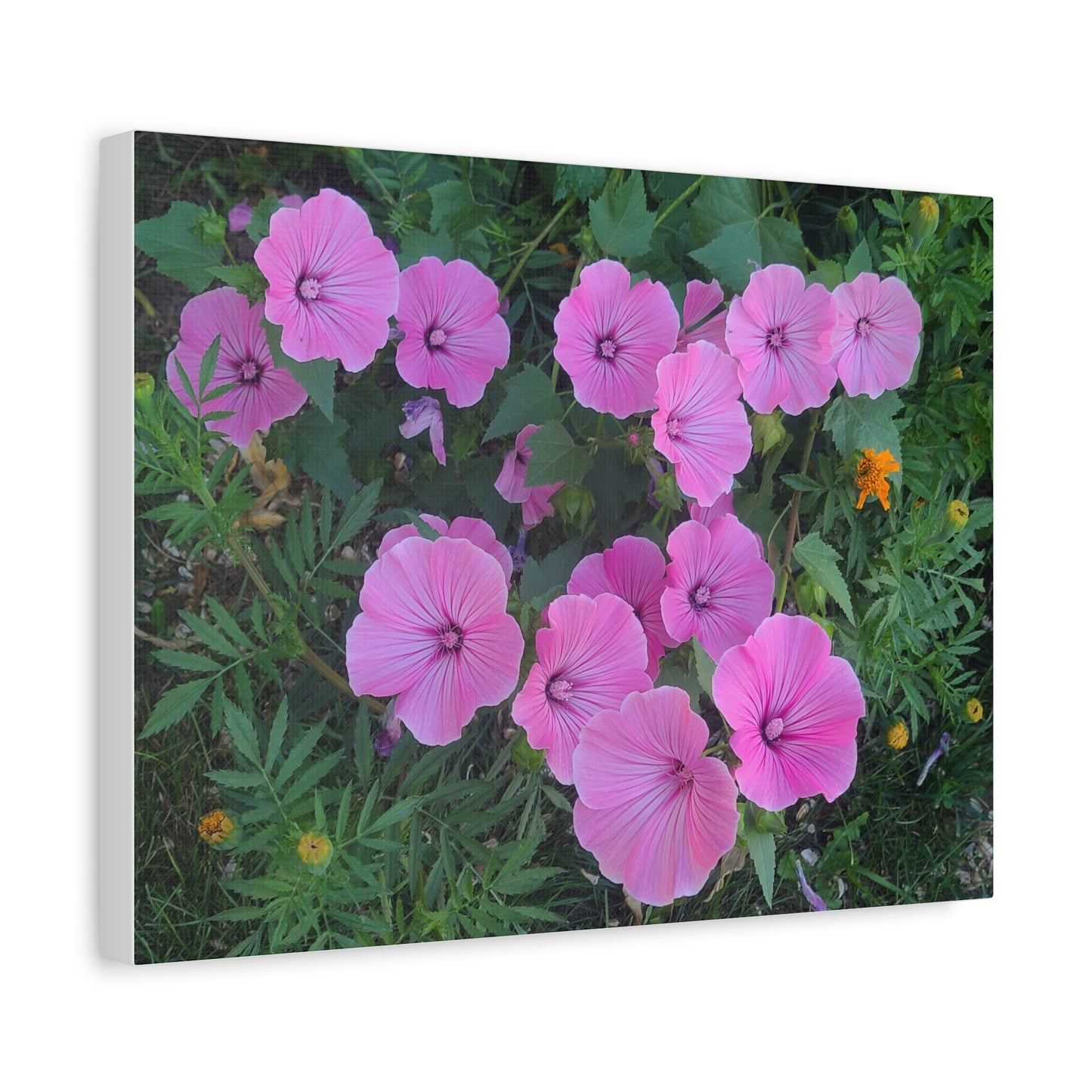 Pink Wildflower Canvas Print — Matte Stretched Floral Wall Art