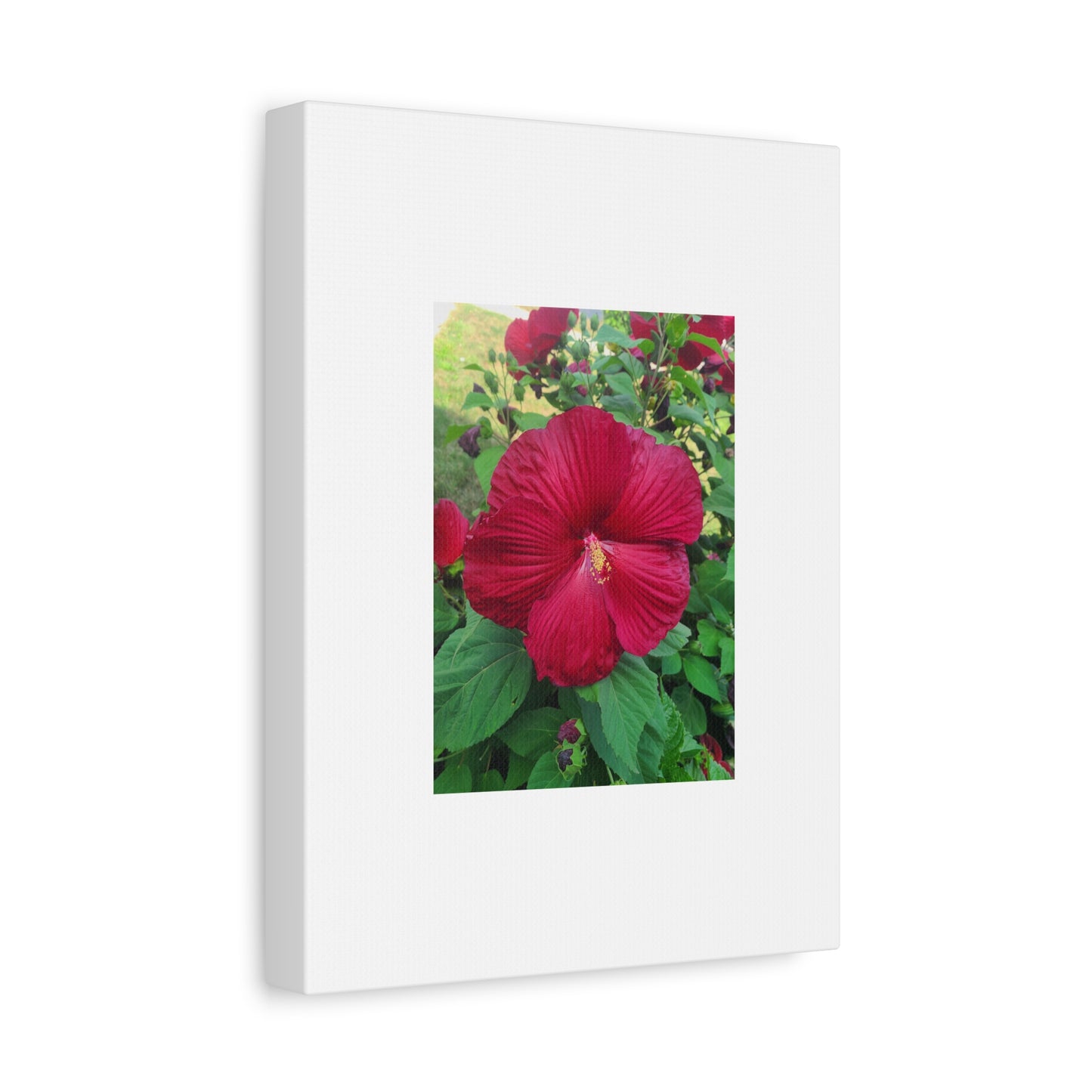 Hibiscus Blossom Matte Stretched Canvas (1.25")