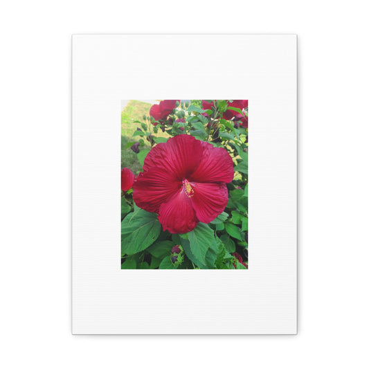 Hibiscus Blossom Matte Stretched Canvas (1.25")