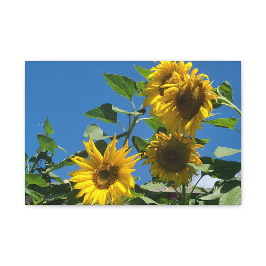 Sunflower Trio Matte Canvas Wall Art - Stretched 1.25"