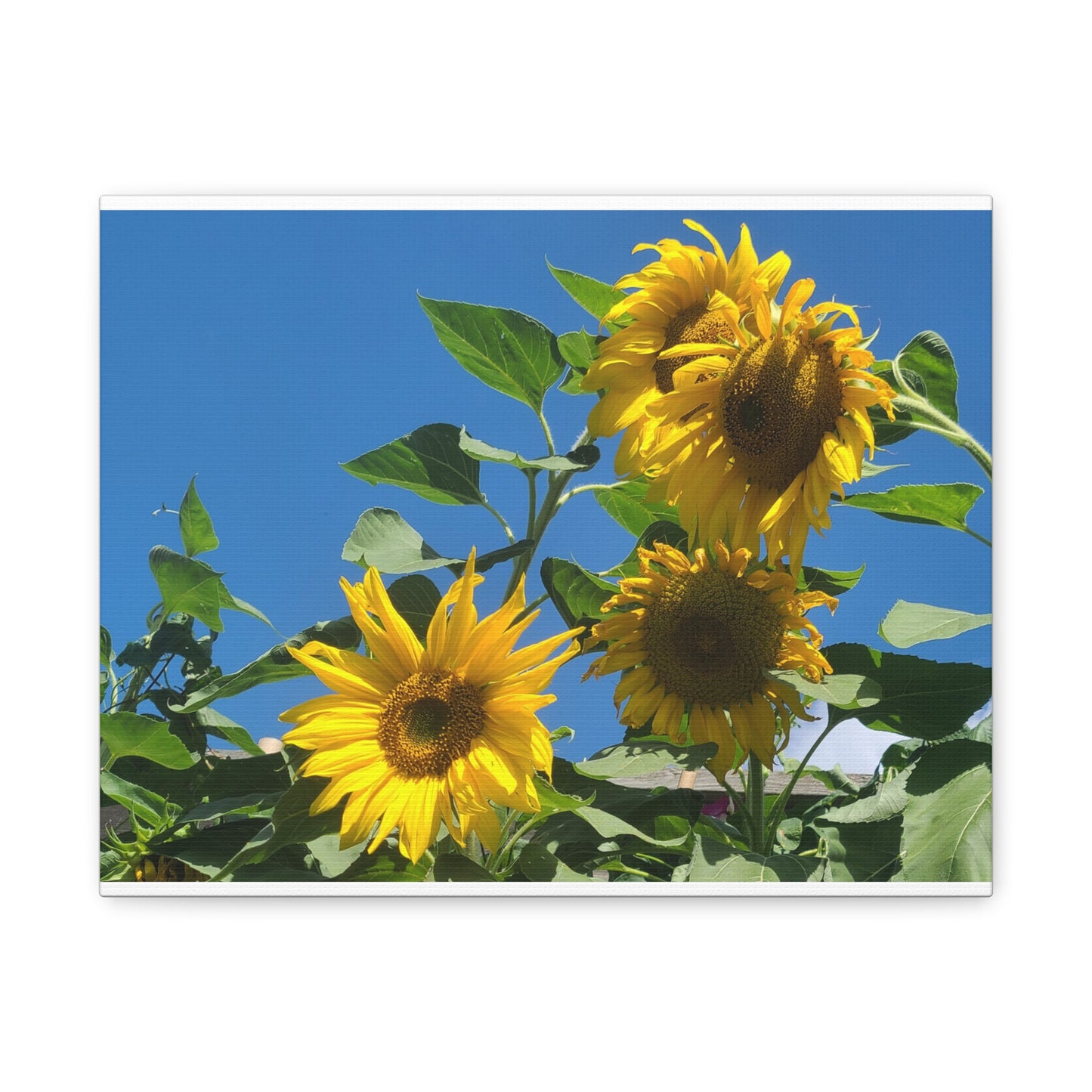 Sunflower Trio Matte Canvas Wall Art - Stretched 1.25"