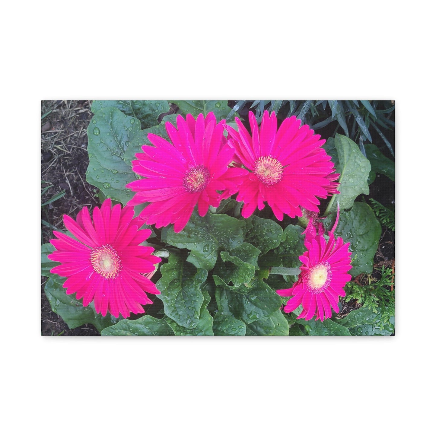 Pink Gerbera Daisy Canvas Wall Art — Stretched Matte Floral Print