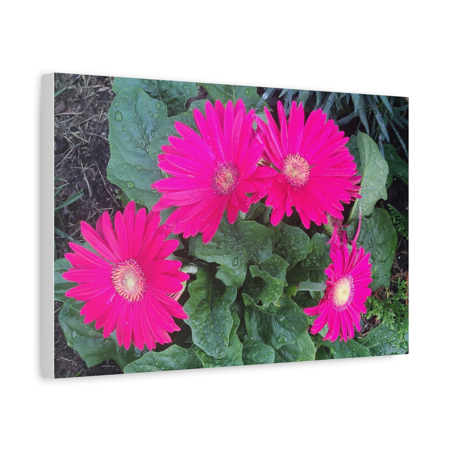 Pink Gerbera Daisy Canvas Wall Art — Stretched Matte Floral Print
