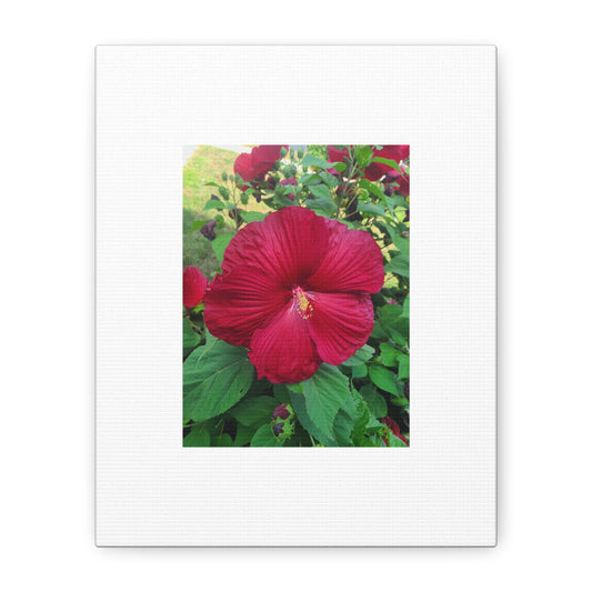 Hibiscus Blossom Matte Stretched Canvas (1.25")